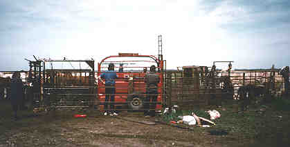 Cattle are Weighed, Ear Tagged & Vaccinated