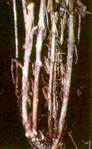 Sclerotinia blossom stem blight