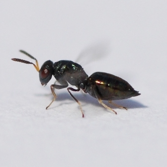 adult femaile P. venustus