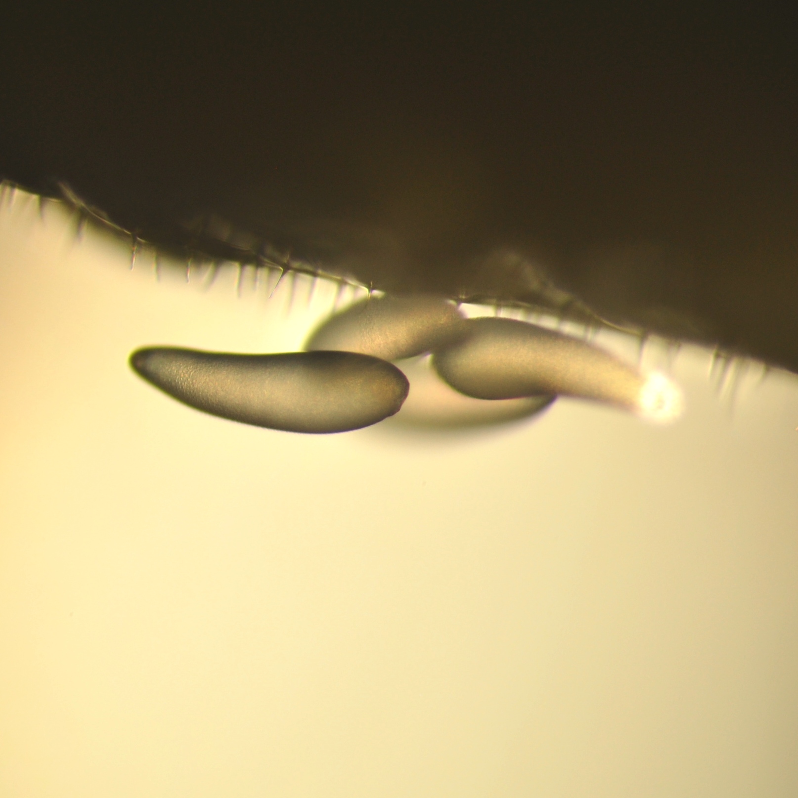 Parasite eggs on ALB larva