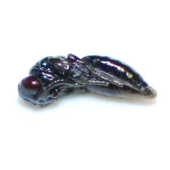 parasite pupa