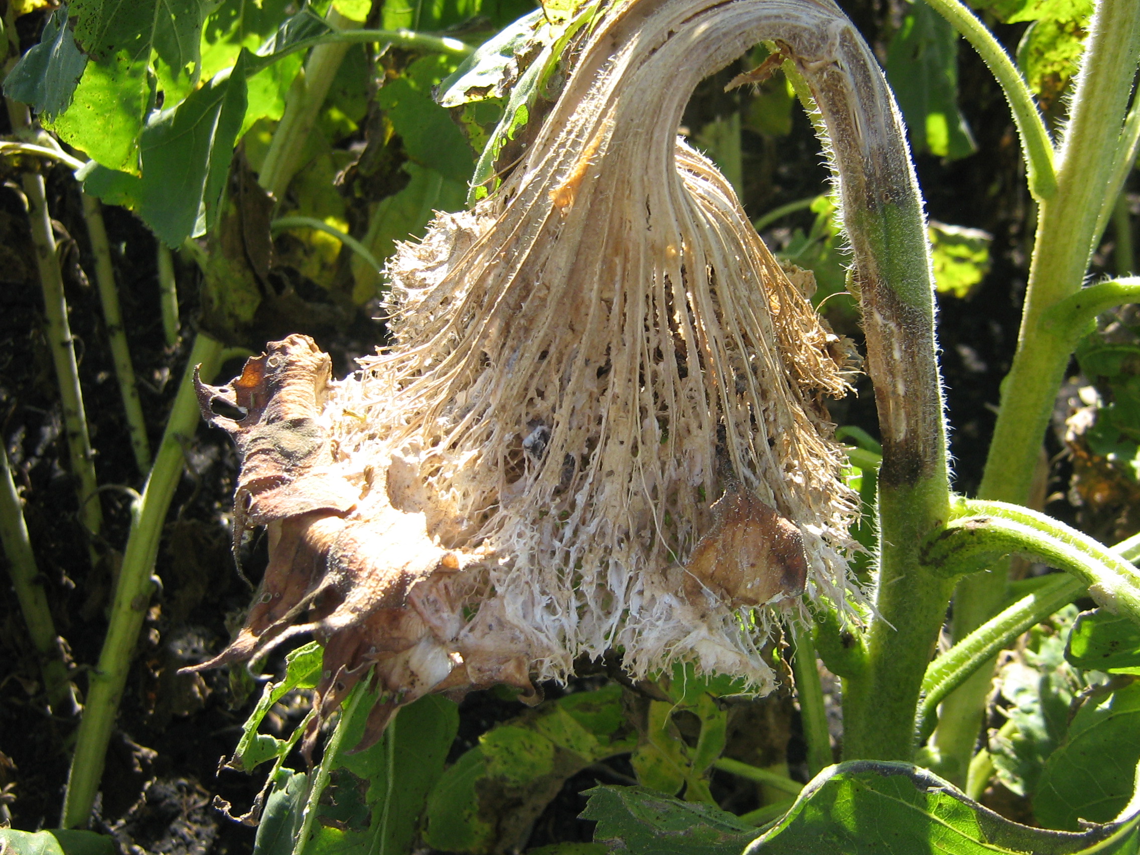 sunflower headrot