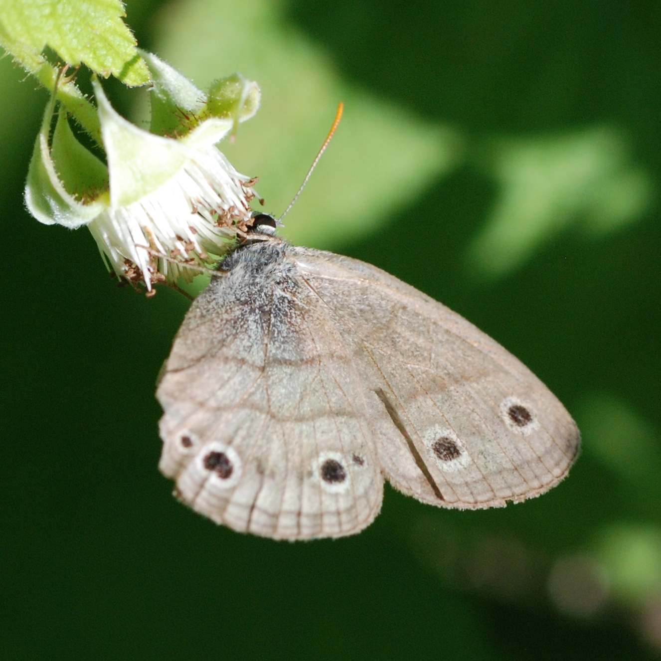 Butterfly on Raspberry