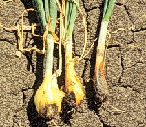 Onion bulbs damaged by maggots