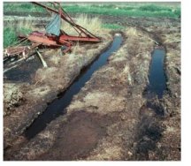 Breeding grounds for Mosquito larvae