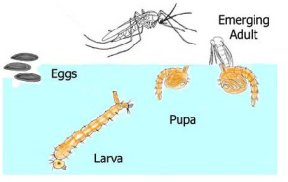 Fly Cycle