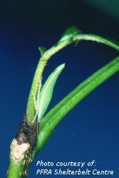 Leafhopper adult