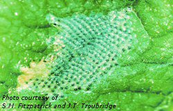 Oblique banded leafroller egg mass