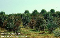 Pear slug damage on hawthorn