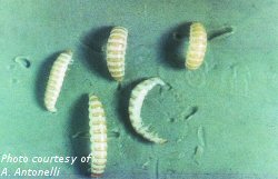 Raspberry fruitworm larvae