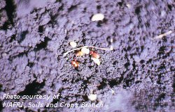 Root weevil larvae, pupae and adults on soil surface