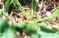 Early signs of cutworm damage - clipped stems