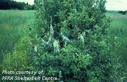 Ugly nest caterpillar damage