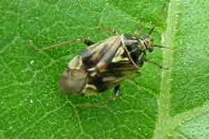 Tarnished plant bug