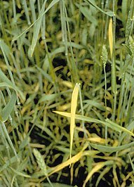 Barley Yellow Dwarf Virus