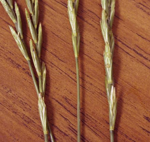 Ergot