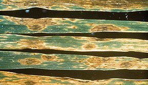 Septoria Leaf and Glume Blotch