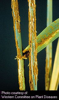 Stem Rust