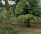 Powdery mildew of cherry caused by Podosphaera clandestina