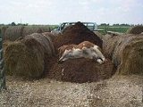 Straw Bale Structure