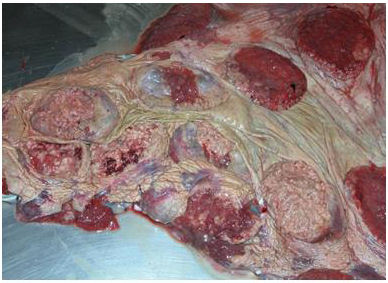 Mycotic Placentitis