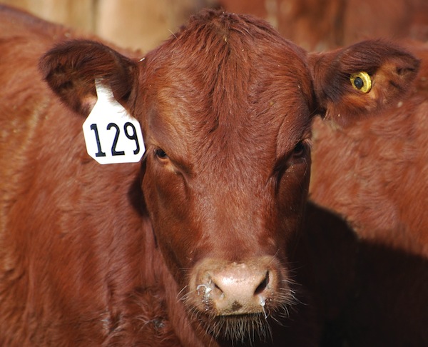 Beef cow head with ear tag.