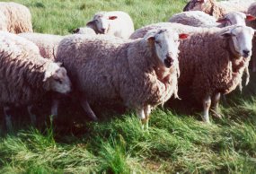 sheep in a field