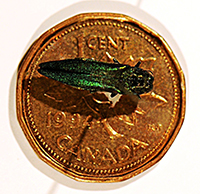 Size of adult emerald ash borer